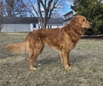 Small Photo #1 Golden Retriever Puppy For Sale in DALLAS, WI, USA
