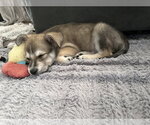 Small Photo #2 Mutt Puppy For Sale in Sandy, UT, USA