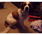 Small Photo #1 Saint Bernard Puppy For Sale in WICHITA, KS, USA