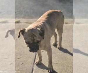 Pug-Unknown Mix Dogs for adoption in San Antonio, TX, USA