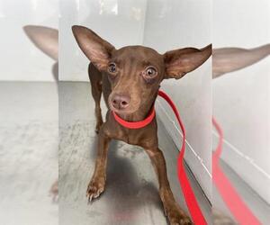 Chihuahua Dogs for adoption in Redlands, CA, USA