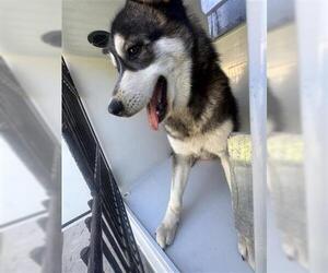 Siberian Husky Dogs for adoption in Houston, TX, USA