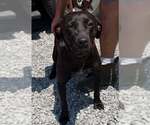 Small #2 Mutt