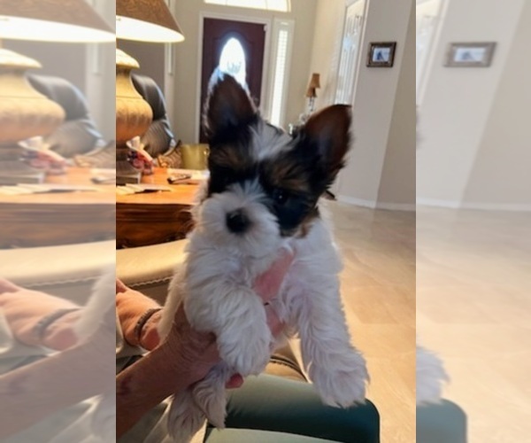 Medium Photo #4 Yorkshire Terrier Puppy For Sale in FT WORTH, TX, USA