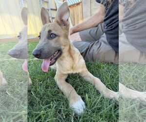 Liesl - Female German Shepherd Dog-Unknown Mix Dog for Adoption - Photo #2