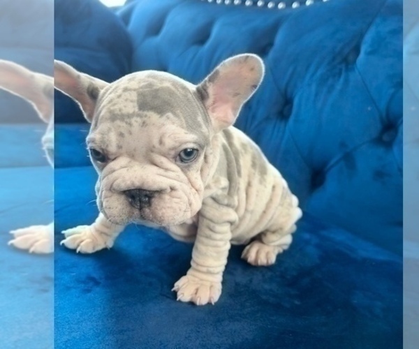 Medium Photo #4 French Bulldog Puppy For Sale in WINTER PARK, FL, USA