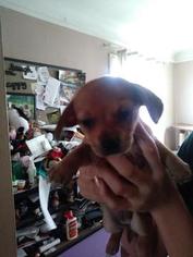 Chiweenie-Jack-A-Ranian Mix Dogs for adoption in FERNDALE, MI, USA