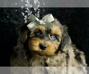 Morkie-Poodle (Miniature) Mix Puppy for sale in WARSAW, IN, USA