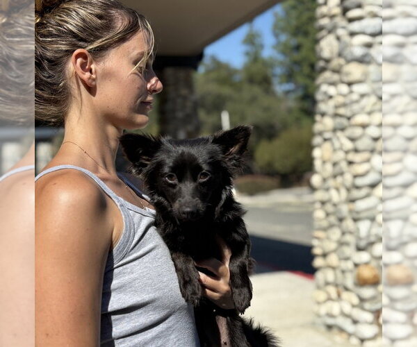 Medium Photo #2 Chihuahua-Unknown Mix Puppy For Sale in Dana Point, CA, USA