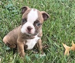Puppy Max Boston Terrier
