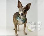 Small #1 Chihuahua