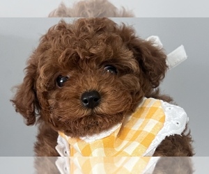 Poodle (Toy) Puppy for sale in CORONA, CA, USA