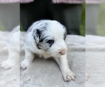 Small #5 Border Collie
