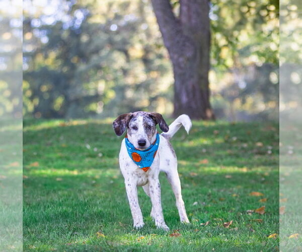 Medium Photo #8 Plott Hound-Unknown Mix Puppy For Sale in Unionville, PA, USA