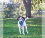 Small Photo #8 Plott Hound-Unknown Mix Puppy For Sale in Unionville, PA, USA