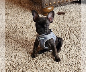 French Bulldog Puppy for sale in PEOSTA, IA, USA