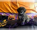 Small Photo #8 YorkiePoo Puppy For Sale in AMERICAN FORK, UT, USA