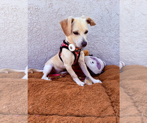 Medium Photo #2 Chiweenie Puppy For Sale in Lake Elsinore, CA, USA