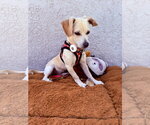 Small #1 Chiweenie