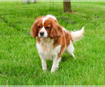 Small #3 Cavalier King Charles Spaniel