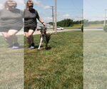 Small #14 Mountain Cur Mix