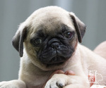 Puppy Fern Pug