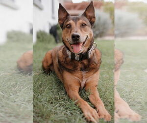 Australian Shepherd-Unknown Mix Dogs for adoption in Queen Creek, AZ, USA