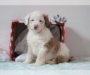 Aussiedoodle Miniature  Puppy for sale in APPLE CREEK, OH, USA