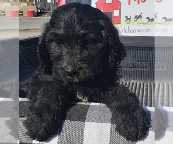 Medium Photo #16 Bernedoodle Puppy For Sale in GRANTSVILLE, UT, USA