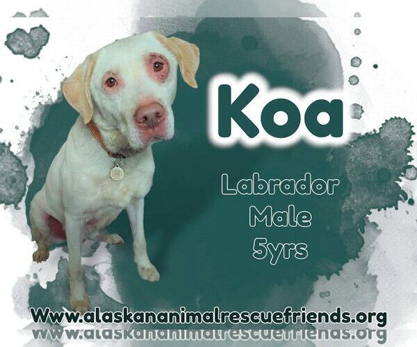Medium Photo #1 Labrador Retriever-Unknown Mix Puppy For Sale in Anchorage, AK, USA
