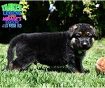 Small Photo #3 German Shepherd Dog Puppy For Sale in MURRIETA, CA, USA