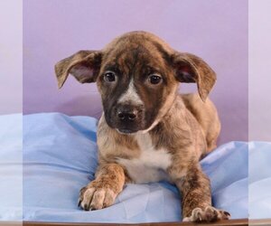 Basenji-Plott Hound Mix Dogs for adoption in Sheridan, CO, USA
