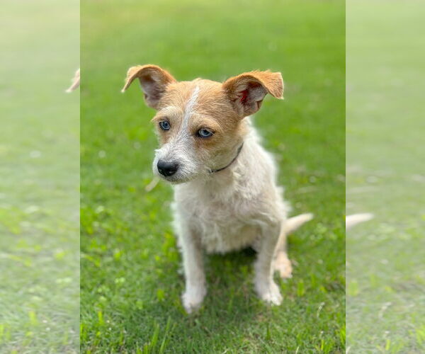Medium Photo #5 Mutt Puppy For Sale in PIPE CREEK, TX, USA