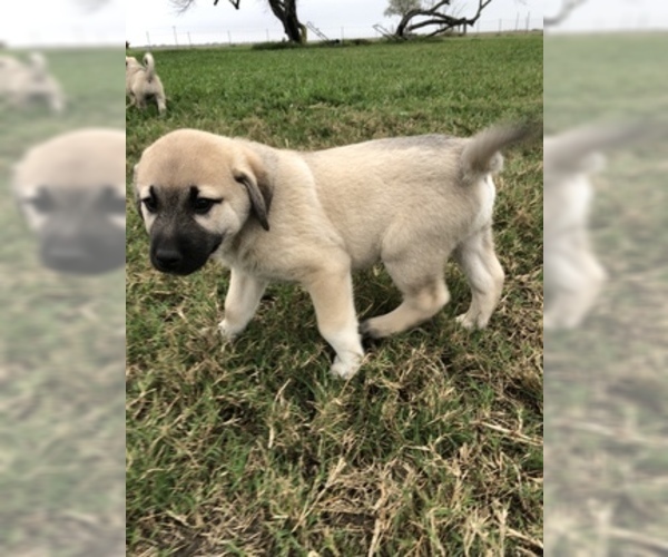 Medium Photo #8 Anatolian Shepherd Puppy For Sale in ROBSTOWN, TX, USA