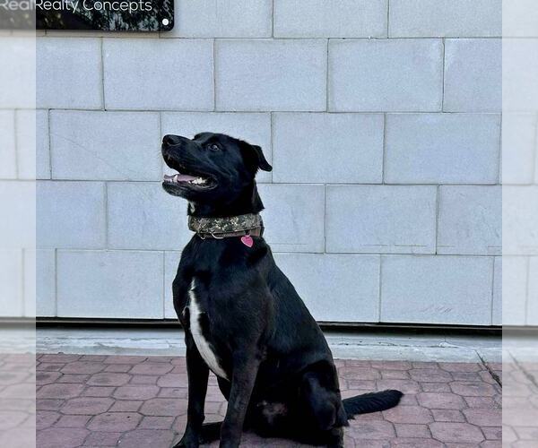 Medium Photo #7 Labrador Retriever-Unknown Mix Puppy For Sale in Clovis, CA, USA