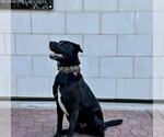Small #6 Labrador Retriever Mix