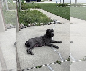 Mother of the Cane Corso puppies born on 09/03/2025