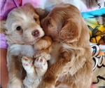 Small #7 Bernedoodle (Miniature)