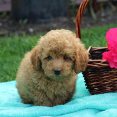 Poodle (Miniature) Puppy for sale in GAP, PA, USA