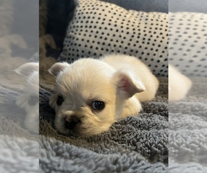 French Bulldog Puppy for sale in JOHNSTON, RI, USA
