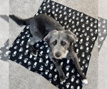 Small #5 Mutt