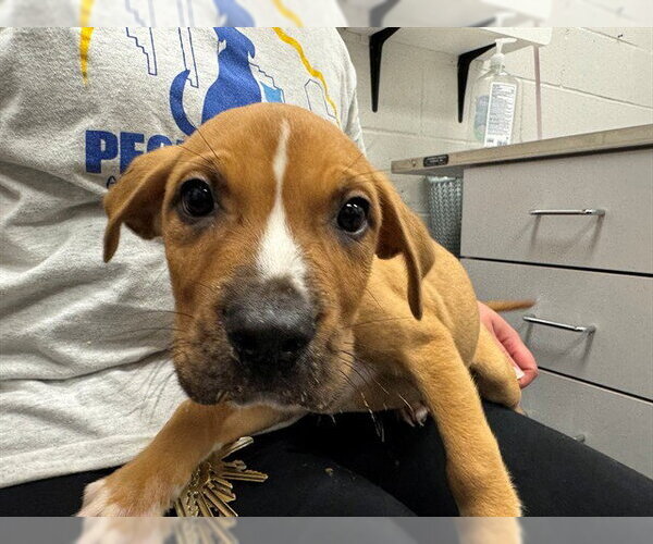 Medium Photo #1 Mutt Puppy For Sale in Peoria, IL, USA