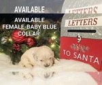 Small Photo #6 Golden Retriever Puppy For Sale in TULARE, CA, USA