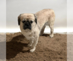 Small #1 Poodle (Standard)-Pug Mix