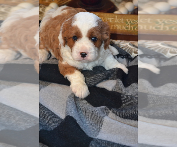 Medium Photo #14 Cavapoo (Miniature) Puppy For Sale in GREENWOOD, WI, USA