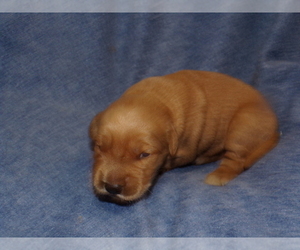 Shorkie Tzu Puppy for sale in CROSSVILLE, TN, USA
