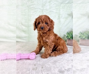 Cavapoo (Miniature) Puppy for Sale in GREENWOOD, Indiana USA
