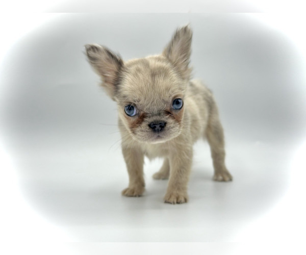 Medium Photo #1 French Bulldog Puppy For Sale in HARVARD, IL, USA