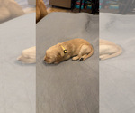 Small Photo #5 Golden Retriever Puppy For Sale in PEORIA, AZ, USA