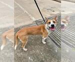 Small #2 American Pit Bull Terrier-Labrador Retriever Mix